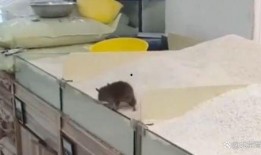 最新爆料老鼠视频大全集,最新老鼠视频大全集深度解析